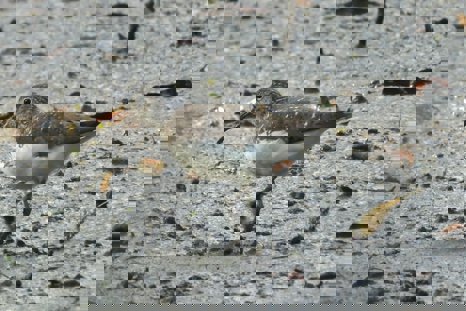 Green Sandpiper At Elmore Esate Rewilding Land