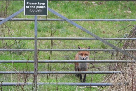 Fox Steven Pullen
