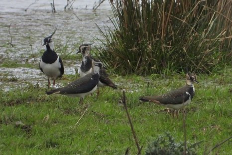 Lapwings At Wetland At Elmore Estate Rewilding Land