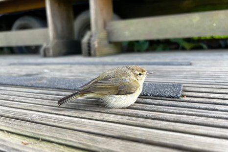 Friendly Chiffchaff at Elmore Estate