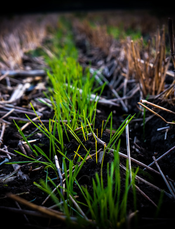 Regenerative Farming
