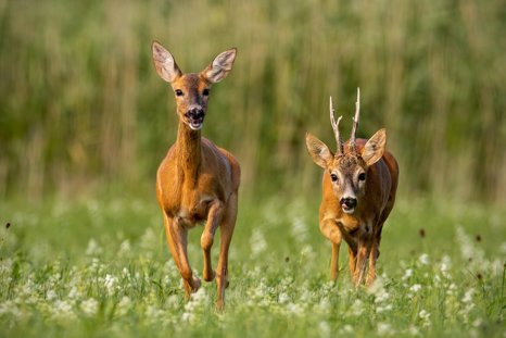 Rewilding Roe Deer