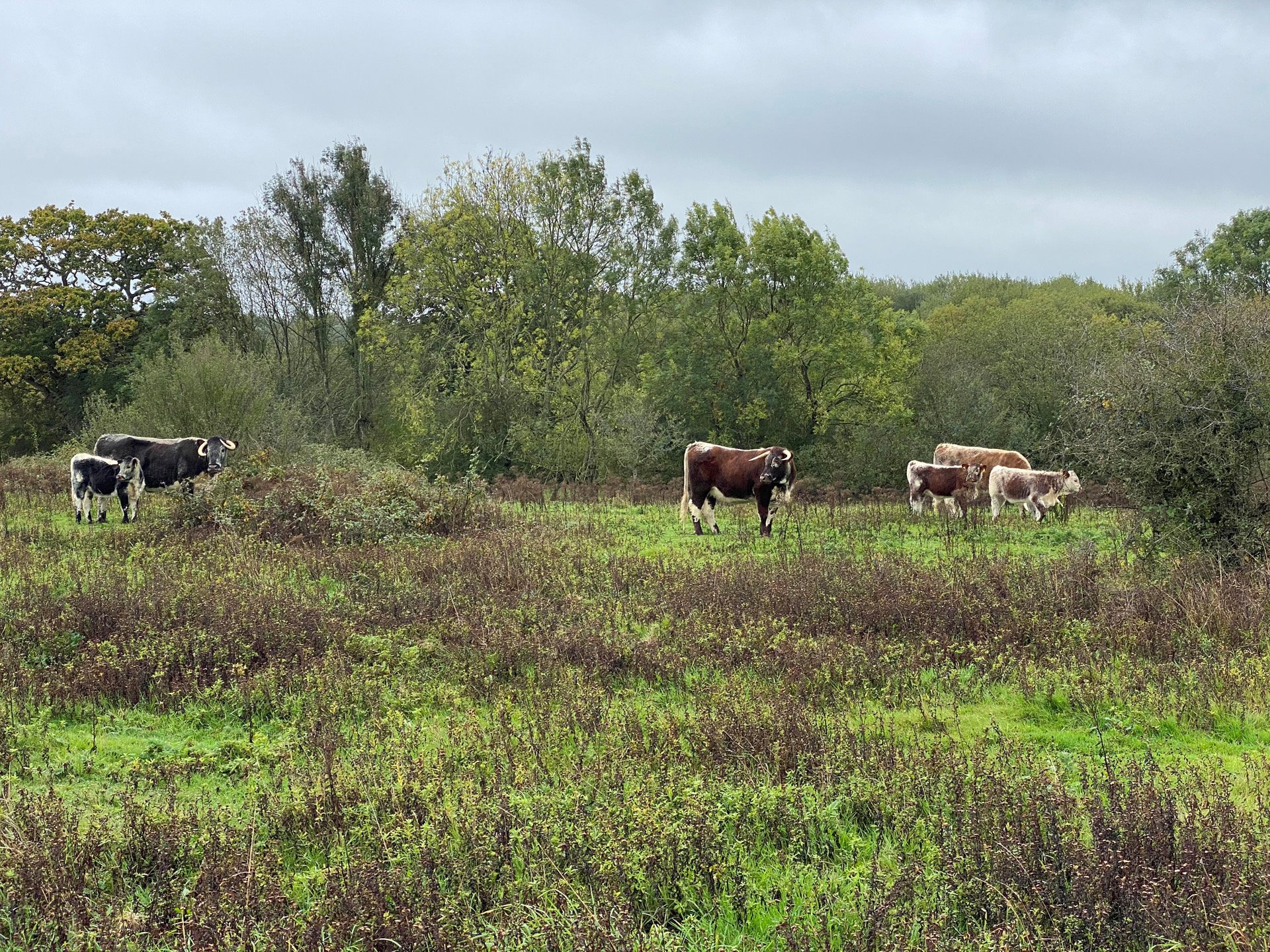 Knepp Estate Rewilding