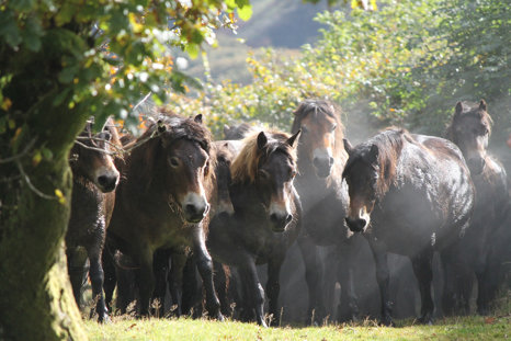 Rewilding Exmoor Ponies