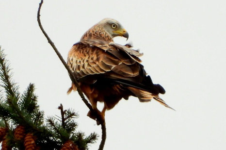 Redkite