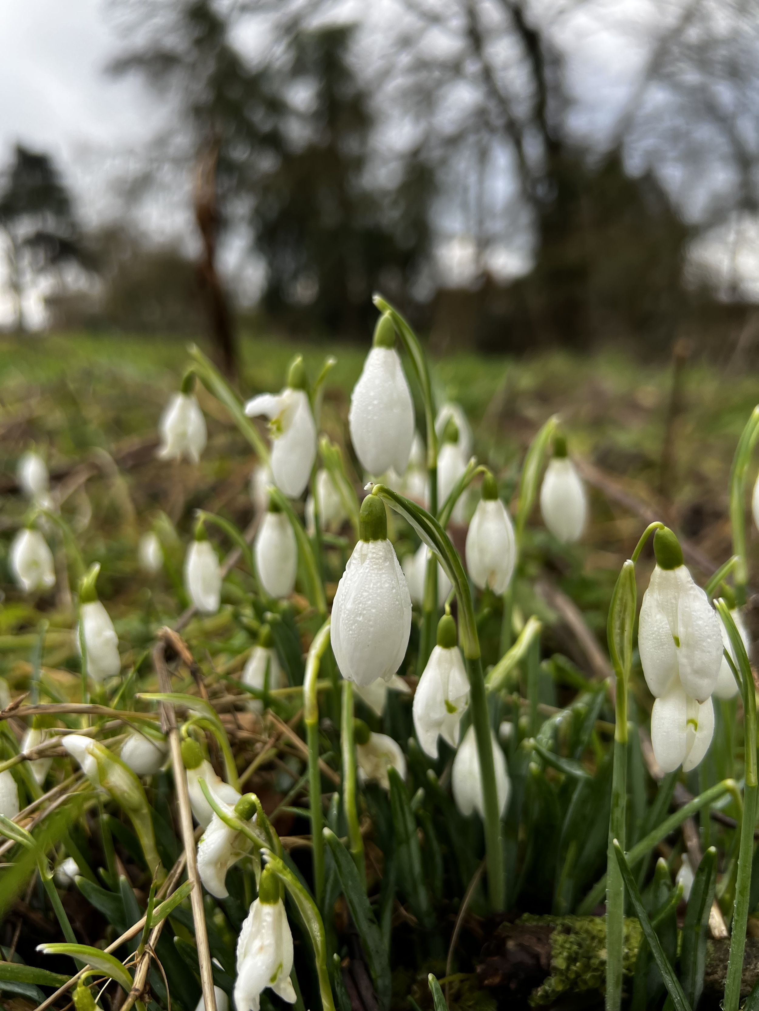Snowdrops On Elmore Estate Rewilding Land