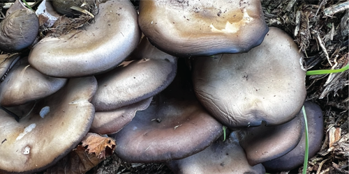 Mushroom Foraging