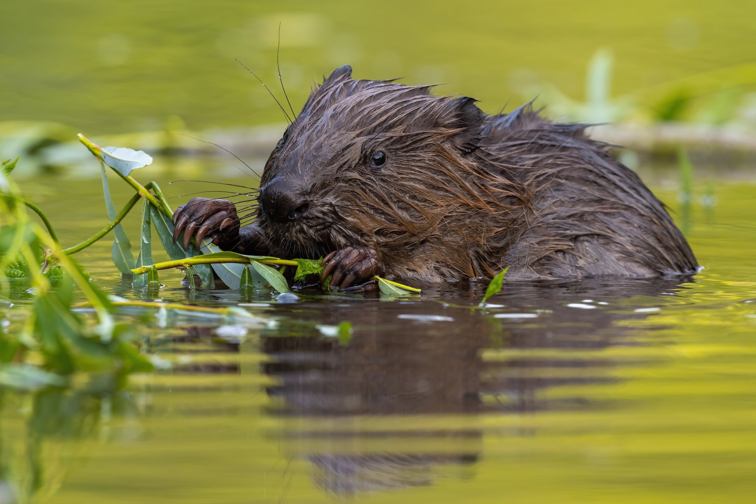 International Beaver Day: A New Chapter for Rewilding at Elmore Estate