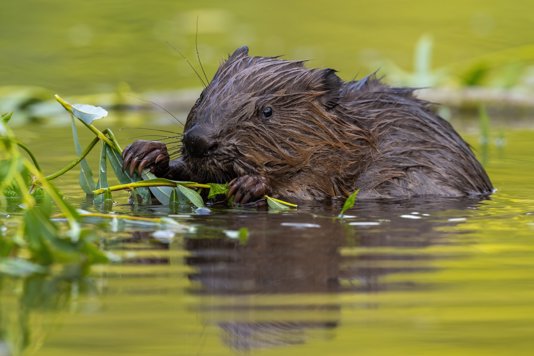 International Beaver Day: A New Chapter for Rewilding at Elmore Estate