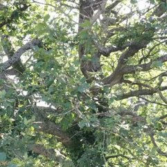 Oak