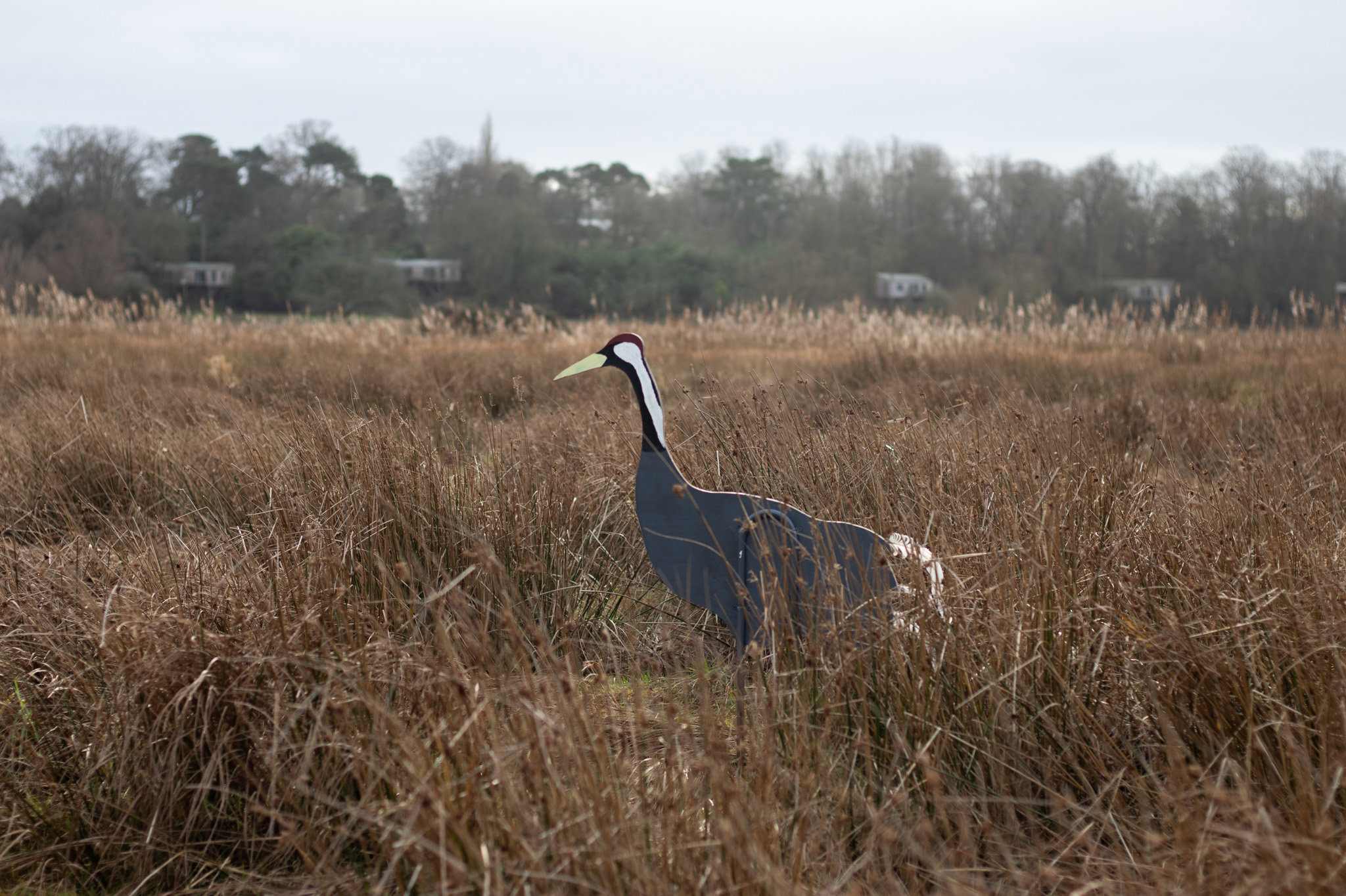 The Crane Call
