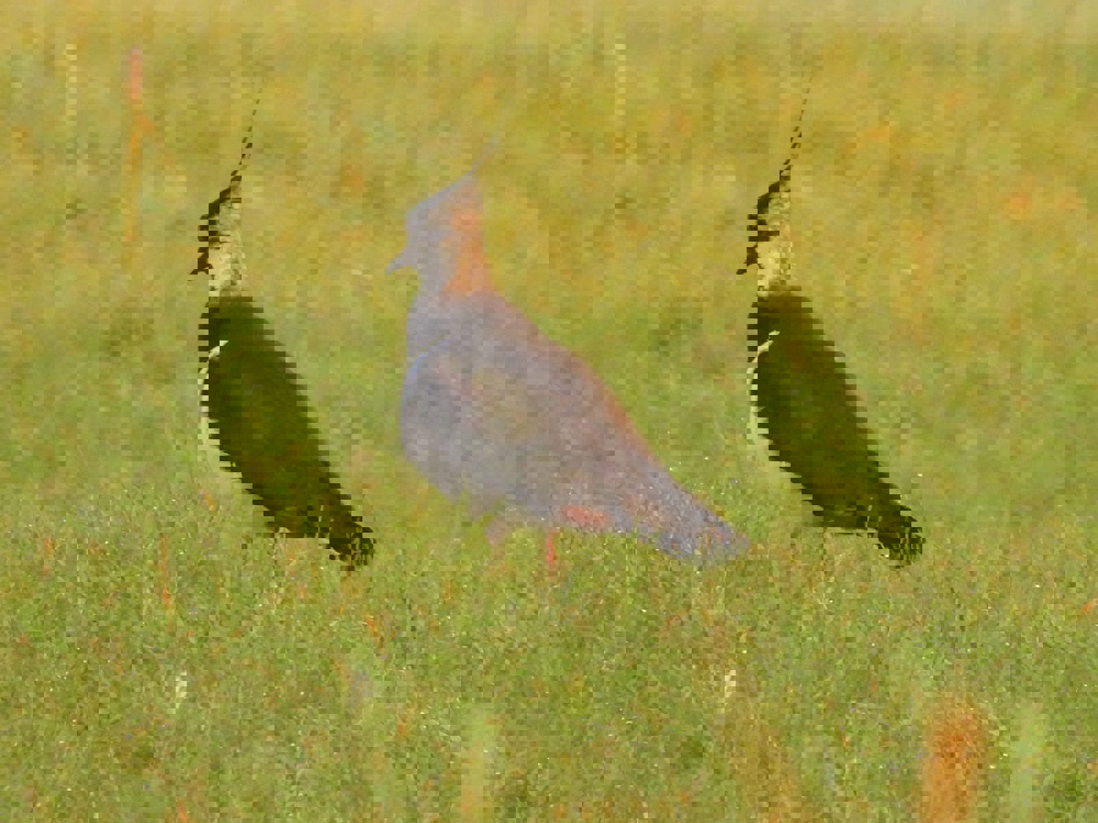 Lapwing breed on the Elmore Estate