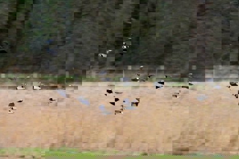 Lapwings in flight at elmore estate rewilding land