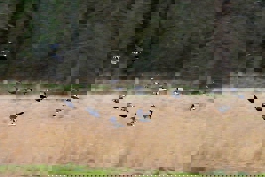 March Journal: The Call of the Wild