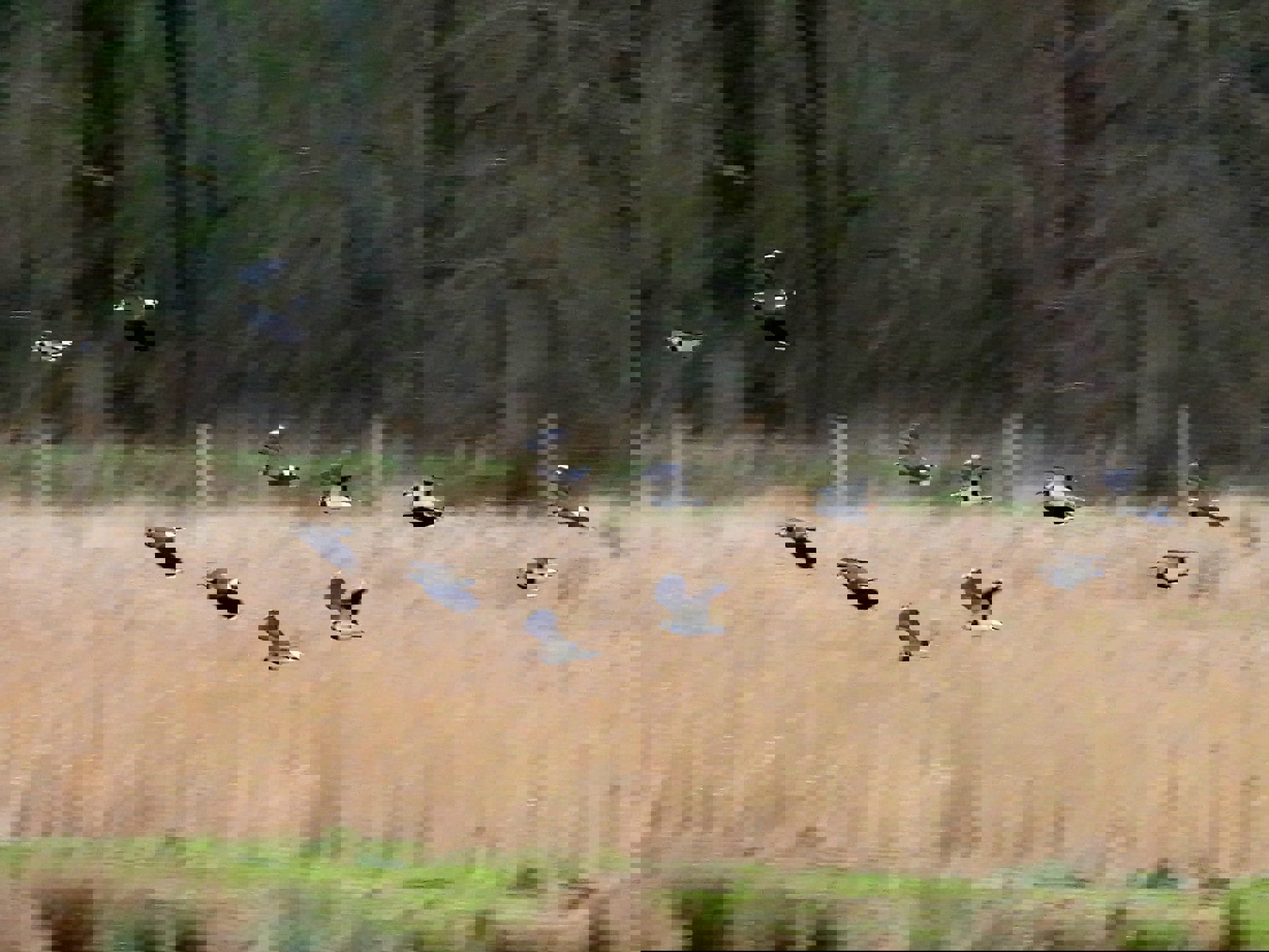 March Journal: The Call of the Wild