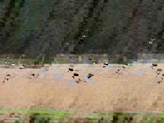 March Journal: The Call of the Wild