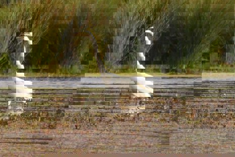 Great White Egret At Elmore Esate Rewilding Land.