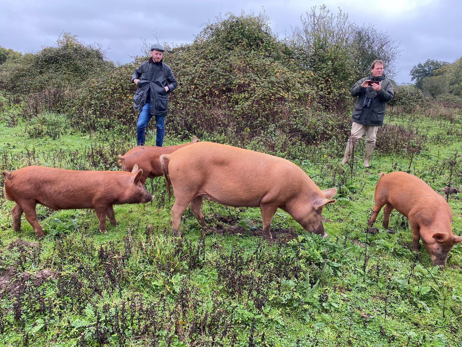 Rewilding At Knepp