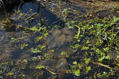 Frogspawn at Elmore estate rewilding land