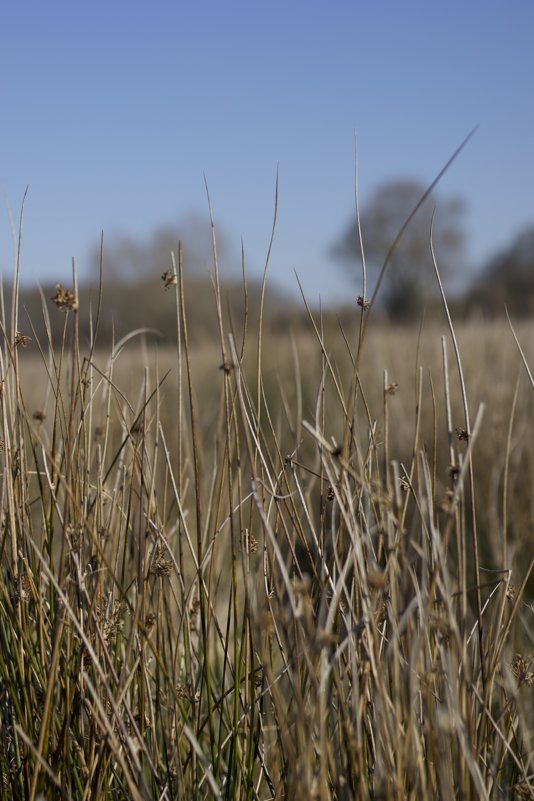 Happy World Rewilding Day