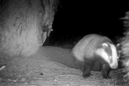 National Badger Day