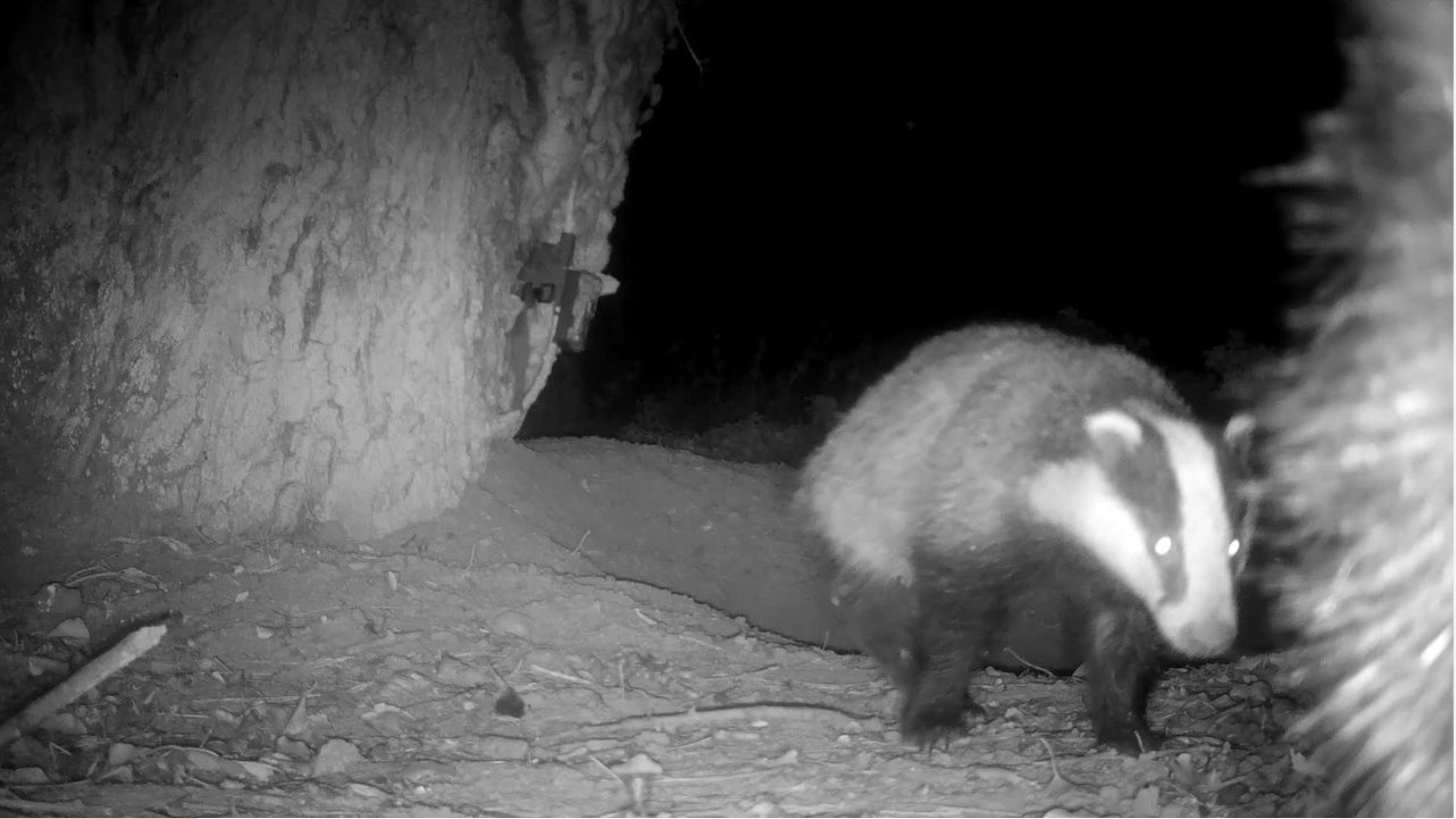 National Badger Day
