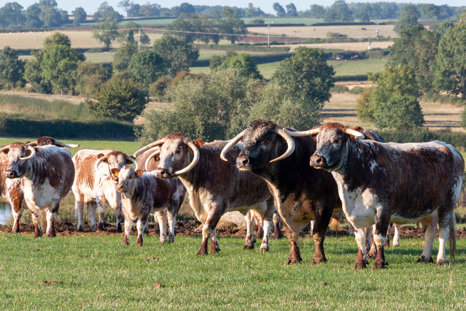 Rewilding Longhorns