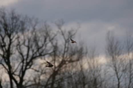 Skylarkx2 Feb26:24 3