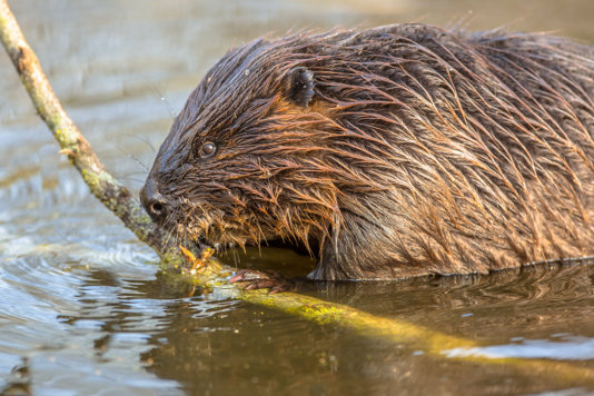 International Beaver Day