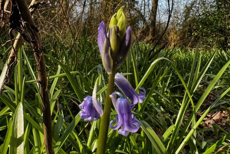 Early bluebells at elmore estate rewilding land