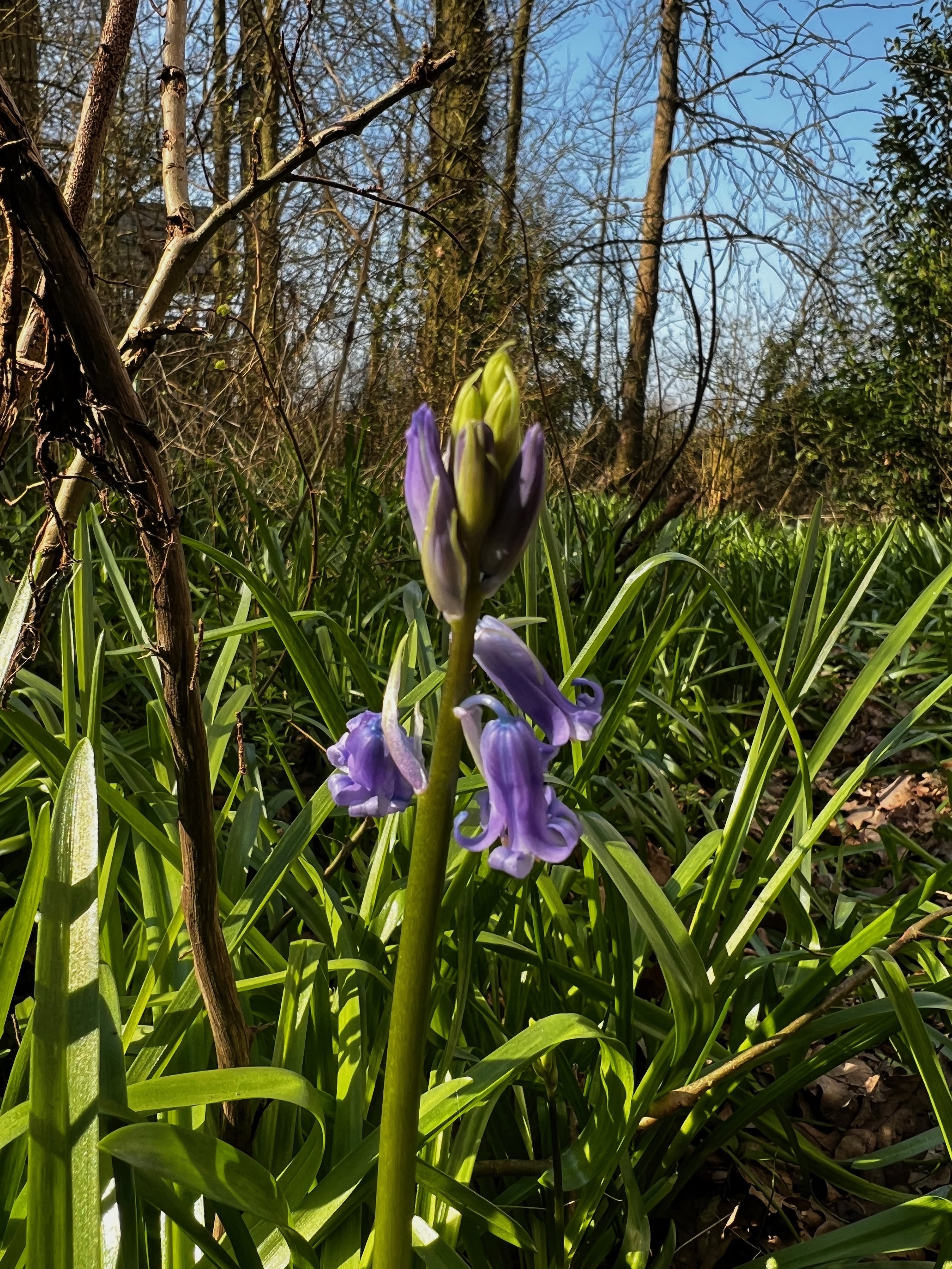 Early bluebells at elmore estate rewilding land
