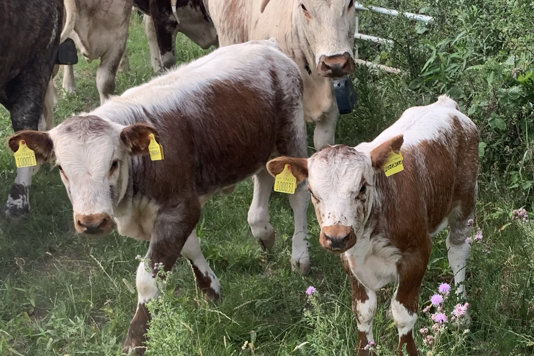 New arrivals at Elmore