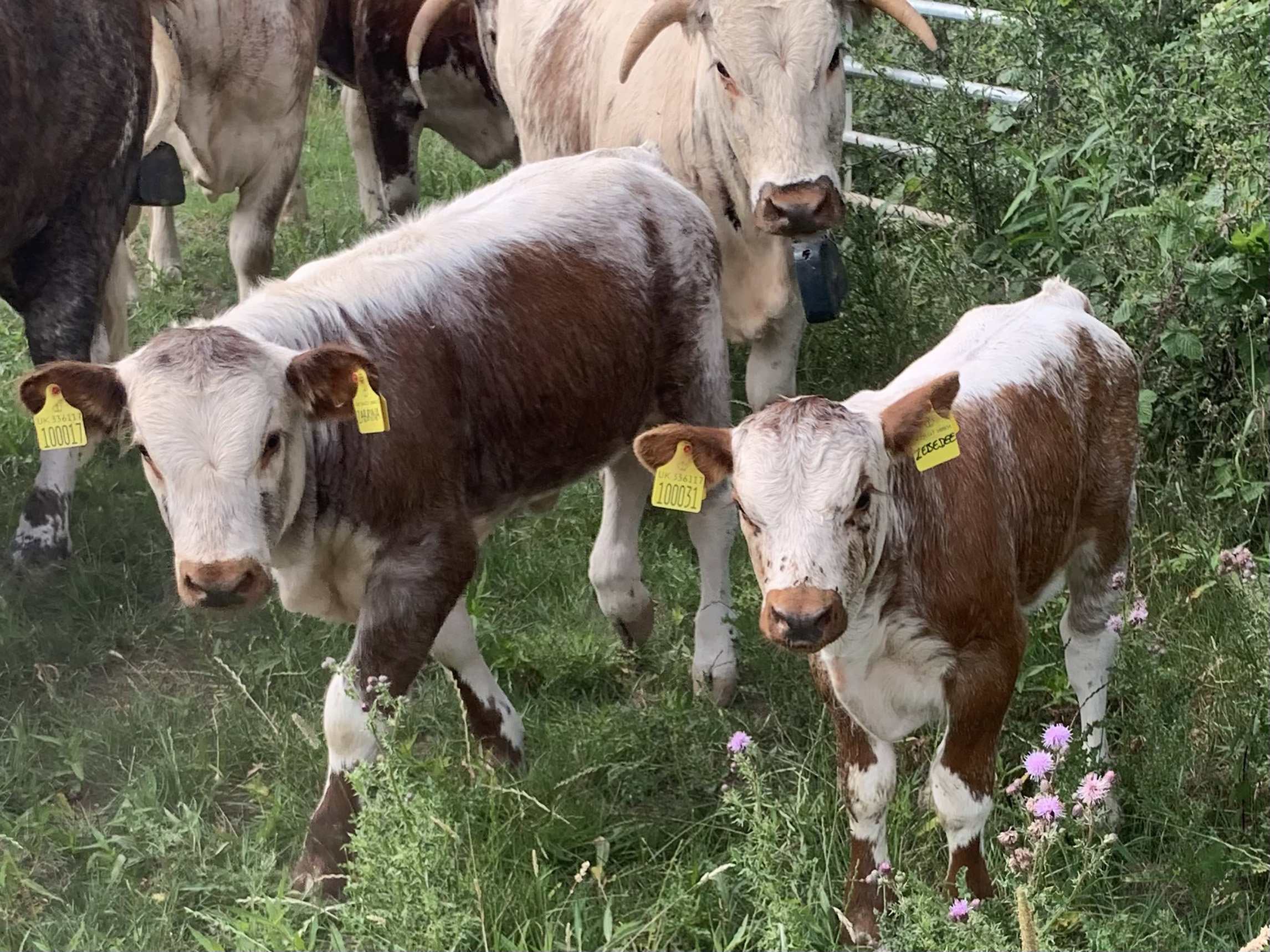 New arrivals at Elmore