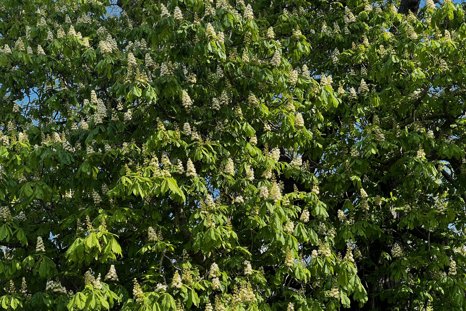 Horse chestnut candles at Elmore Estate
