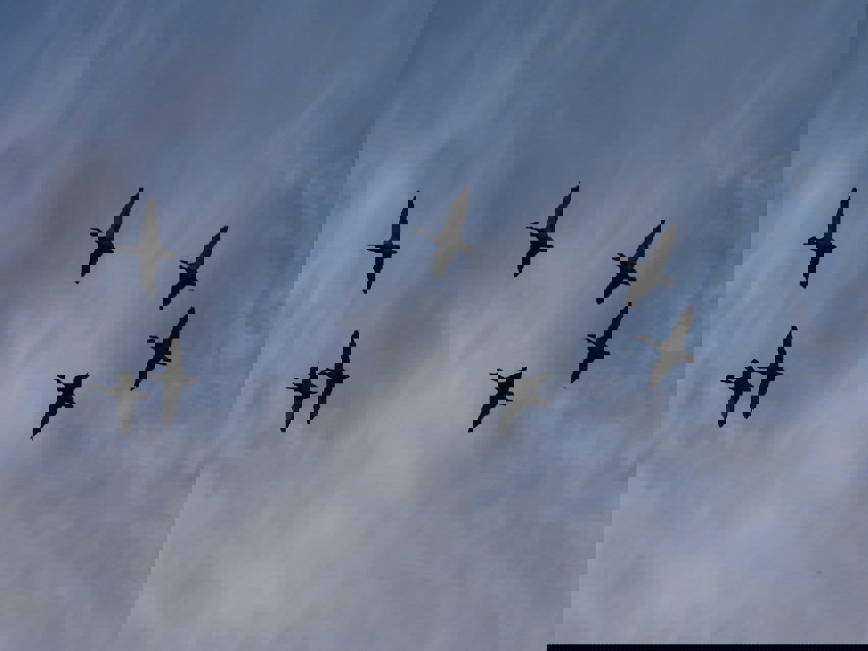 Mallards At Elmore Esate Rewilding Land.