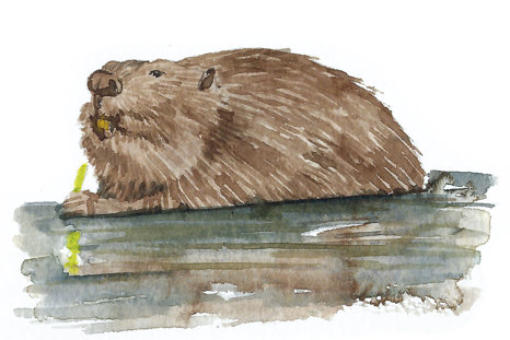Beaver