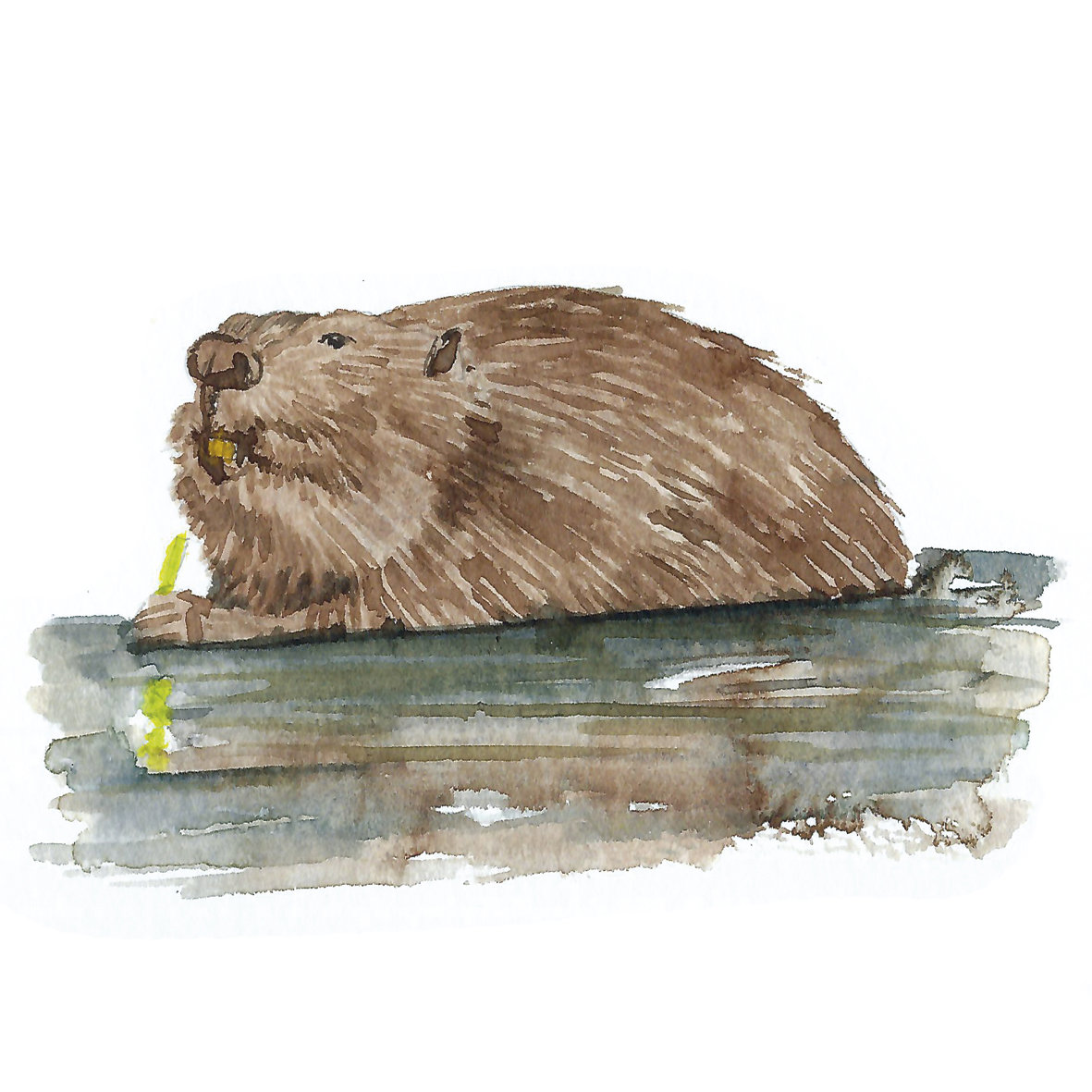 Beaver