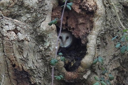 'Owl'more