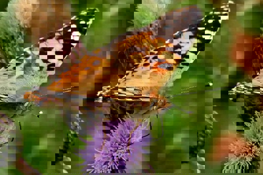 The Art of Noticing ~ June