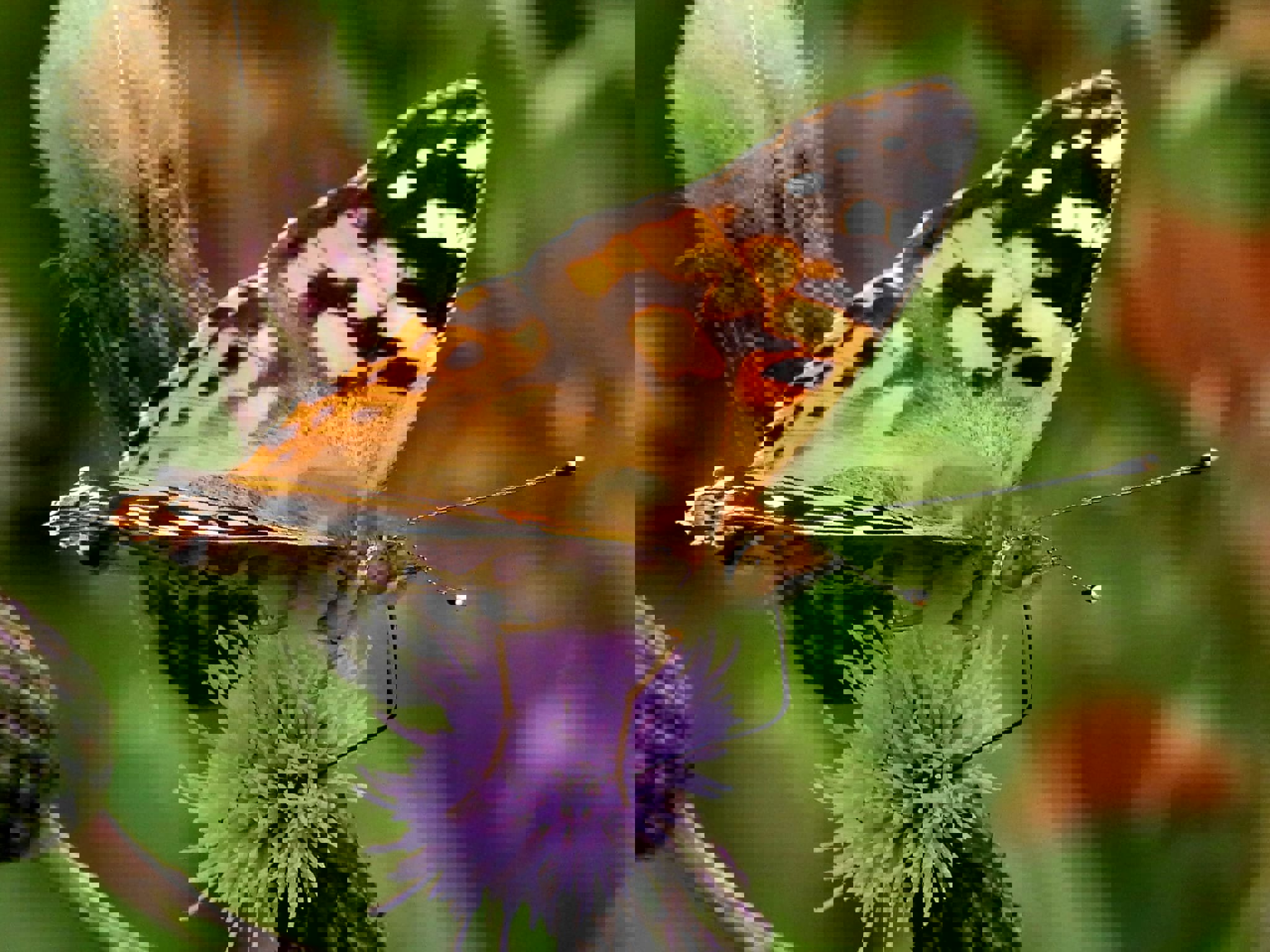 The Art of Noticing ~ June 