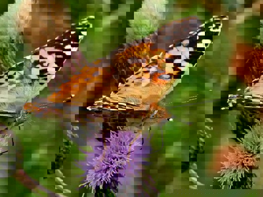 The Art of Noticing ~ June