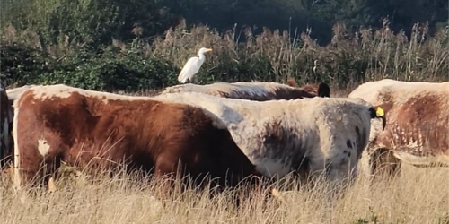 Cattle Egret