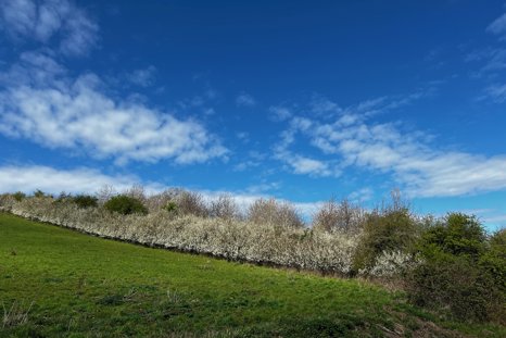 Hedges in blossom and leaf at Elmore estate rewilding land