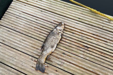 whodunit fish at Elmore Estate