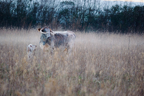 Longhorns 3