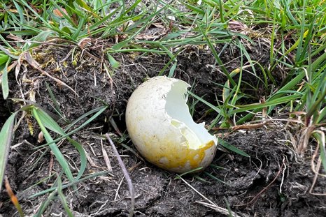 cracked eggs at Elmore Estate rewilding land