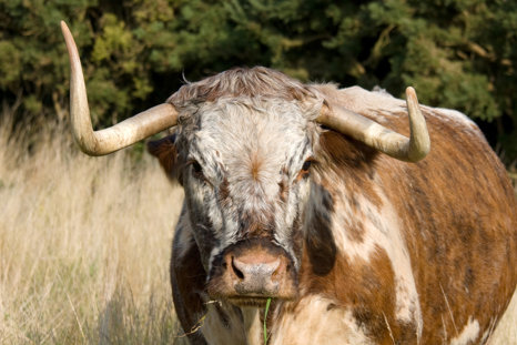 Rewilding Longhorn
