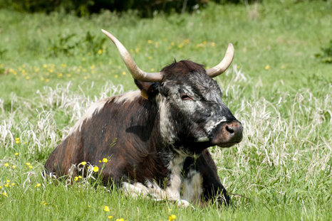 Long Horn Cow