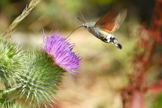 July Journal: The Rhythm of High Summer