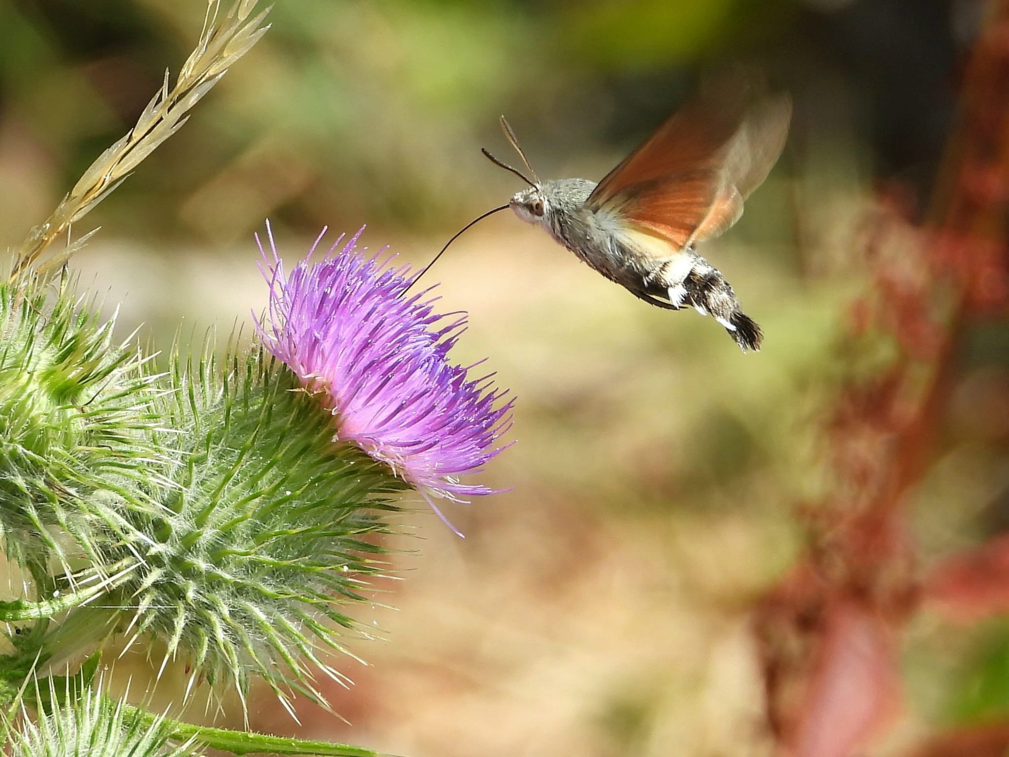 July Journal: The Rhythm of High Summer